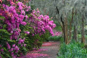 USA, South Carolina. Blooming azaleas on Middleton Plantation.