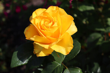 Beautiful yellow rose in a flower garden. Sunny weather. Macro photography of a flower.