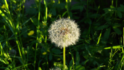 Dandelion with fluffy seeds on a background of green grass. Summer sunny day. Selective focus.