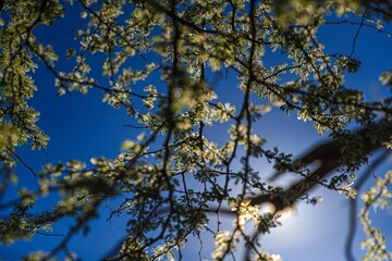 Branches and leaves of the mesquite tree typical of the Sonoran desert. Tonibabi ejido in the...