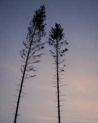 Silhouette of two trees at dusk