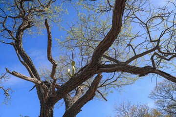 A cactus plant stalks grew out of the wood trunk of a mesquite tree in the Tonibabi ejido in Sierra...