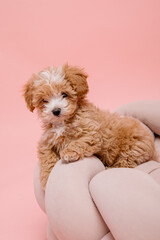 Maltipoo dog. Adorable Maltese and Poodle mix Puppy. Pink background