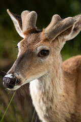 Fripp Island, South Carolina, white-tailed deer.