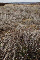 Windswept burnt heather stalks on Yorkshire moorland