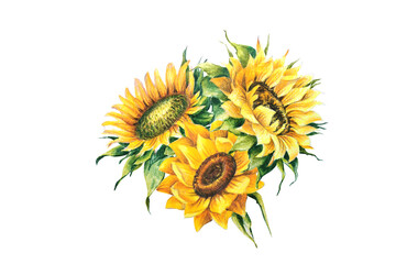 sunflowers isolate on white. Hand drawn. Watercolor pencils