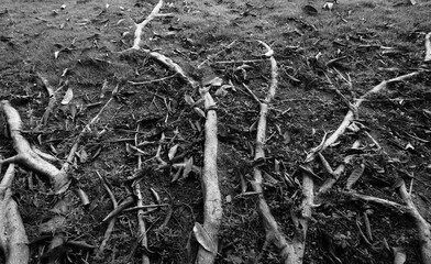 Roots of tree on soil in the garden black and white.