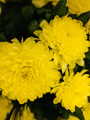 A gorgeous yellow garden chrysanthemum.