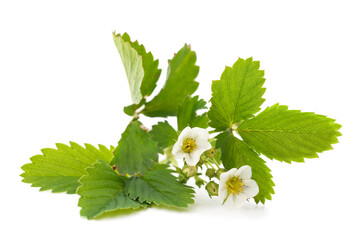 White strawberry flowers with green leaves.