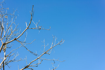 Dry tree branches against blue sky.