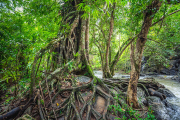 Big Tree with tree roots in the forest beside waterfall at Khao Yai National Park, Pak Chong, Nakhon Ratchasima, Thailand.