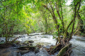 Trees with tree roots in the forest beside waterfall at Khao Yai National Park, Pak Chong, Nakhon Ratchasima, Thailand.