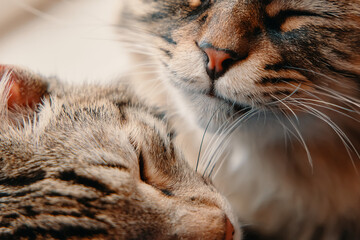 Two lazy pets sleep. Fluffy pussycat and tabby cat close up. Friendship of domestic animals.