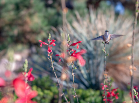 Hovering Hummingbird in Front of Big Yucca Plant in Garden