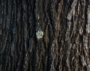 Tree trunks and bark in the forest.
