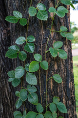 Ivy plant on tree trunk in the forest.