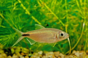 long-fin tetra