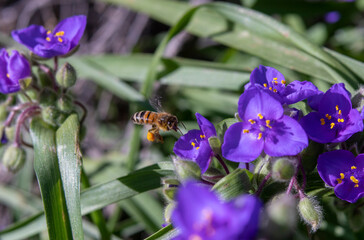 Honey Bee with Orange Pollen Sacks on Purple Spiderwort Flowers