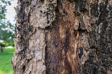 Tree trunks and bark in the forest.