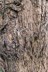 Tree trunks and bark in the forest.