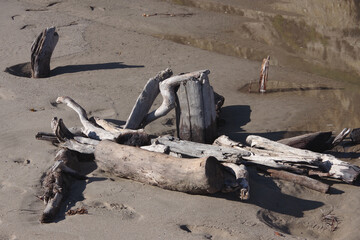 Fototapeta na wymiar Dry driftwood logs in the sand of an ocean beach