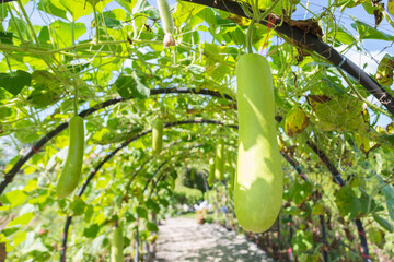 Winter Melon growing in the garden.