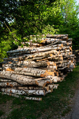 Birkenstämme, Betula, gestapelt