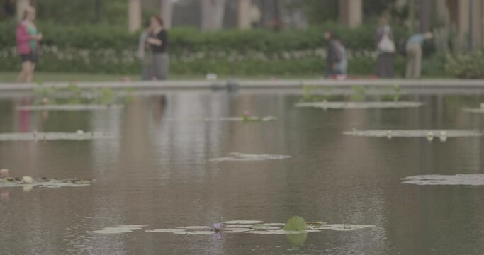 A pond with water lillies and blurry people walking in a distance
