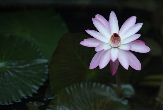 Flower acquatic lily