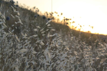 Dried yellow herbs.
Yellowed grasses and thistles at sunset.