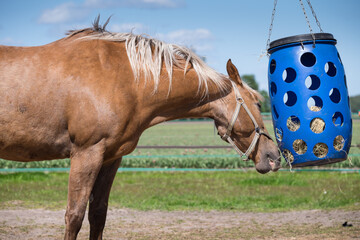 Feeding horses. Chestnut colored horse eats hay from a blue plastic basket that hangs in a paddock in the Netherlands. Side view © Henk Vrieselaar