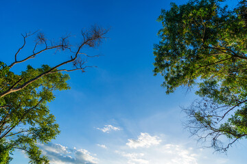 Morning Light over the treetops.