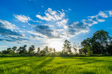 Obraz premium Beautiful Sunrise over the Green rice paddy fields.