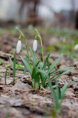 Two snowdrops bloom in spring. Small white flowers. Galanthus nivalis