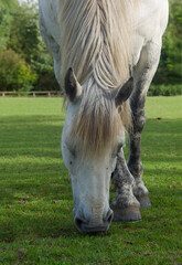 White or gray horse grazing in a fresh green pasture, front view