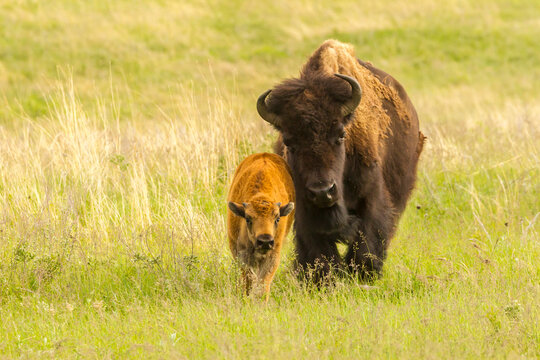USA, South Dakota, Custer State Park. Bison parent and calf in meadow.