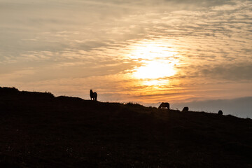 Fototapeta na wymiar Two horses graze in the hills at sunset.