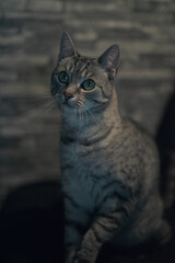 Obraz premium cat on the wall