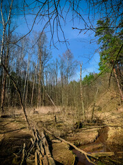 Forest landscape in sunny spring day with little stream flows among the grass. Peacefull nature of wild woods