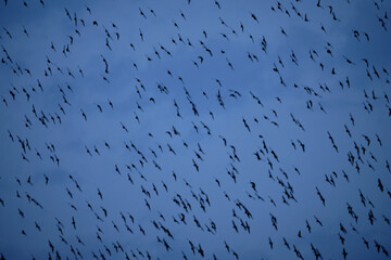 vogelschwarm