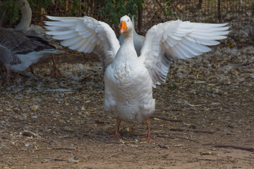 white goose in the water