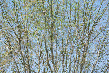textura o fondo de copa de árbol