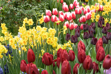 lots of colorful flowers close-up. bright spring live flowers