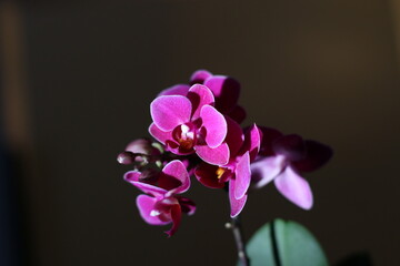 Fototapeta na wymiar evening light closeup fuchsia pink orchid flower branch isolated on the black background. Relaxing beauty spa mood.