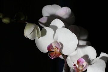 Naklejka na ściany i meble White orchid flower on the black background. Relaxing beauty spa mood.
