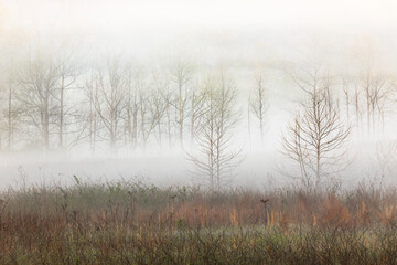 Foggy meadow at sunrise, Cades Cove, Smoky Mountains National Park, Tennessee.