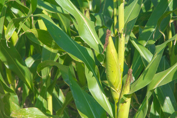 Cultivo de maíz