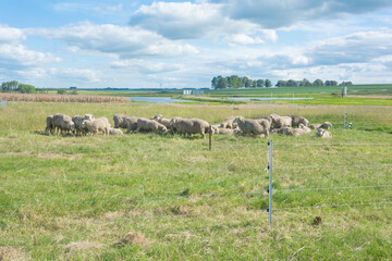rebaño de ovejas en campo