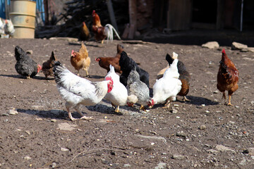 Group of domestic chickens and eats food from the ground on the farm on a sunny day