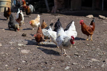 White angry rooster watching and guards the chickens while they eat food from the ground on the farm on a sunny day